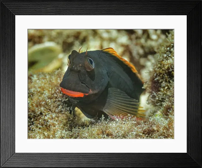 Framed Print : Redlip Blenny (Ophioblennius atlanticus), Grand Cayman, Cayman Islands, British West Indies Framed Print : Redlip Blenny (Ophioblennius atlanticus), Grand Cayman, Cayman Islands, British West Indies