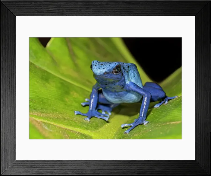 Framed Print : Blue Azureus Dart Frog (Dendrobates tinctorius azureus') - captive bred Framed Print : Blue Azureus Dart Frog (Dendrobates tinctorius azureus') - captive bred