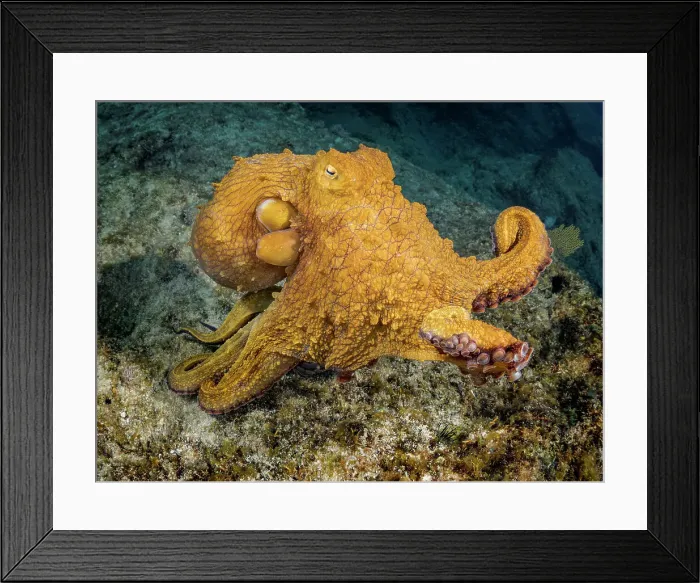 Framed Print : Common Octopus (Octopus vulgaris), Grand Cayman, Cayman Islands, British West Indies Framed Print : Common Octopus (Octopus vulgaris), Grand Cayman, Cayman Islands, British West Indies