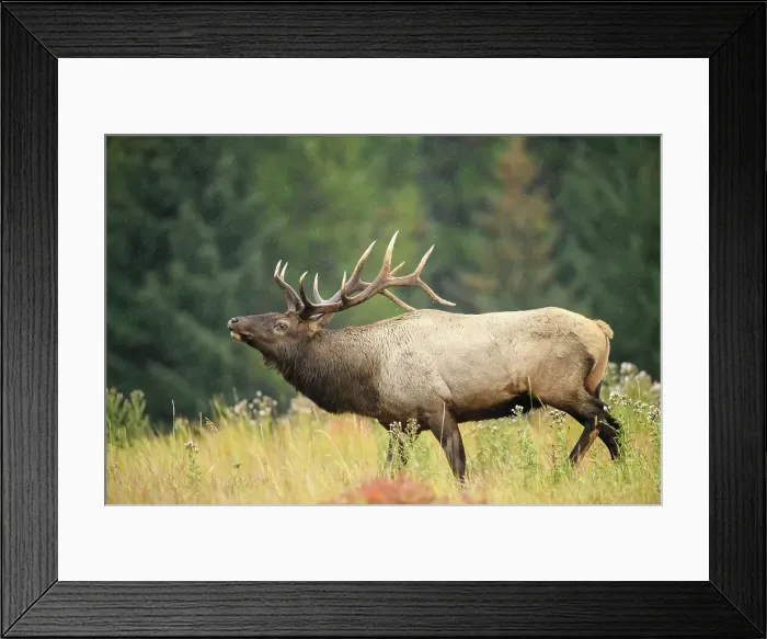 Framed Print : Elk (Cervus elaphus) Rutting bull, Banff National Park, Alberta, Canada Framed Print : Elk (Cervus elaphus) Rutting bull, Banff National Park, Alberta, Canada