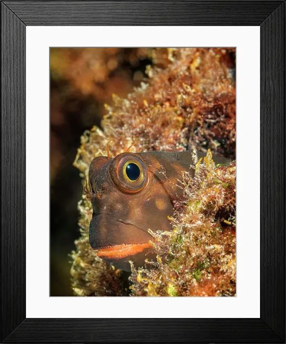 Framed Print : Redlip Blenny (Ophioblennius atlanticus), Grand Cayman, Cayman Islands, British West Indies Framed Print : Redlip Blenny (Ophioblennius atlanticus), Grand Cayman, Cayman Islands, British West Indies