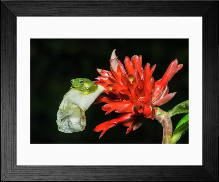 Framed Print : Spiny Glass Frog (Teratohyla spinosa. Captive, Frogs Heaven, Limon, Costa Rica) Framed Print : Spiny Glass Frog (Teratohyla spinosa. Captive, Frogs Heaven, Limon, Costa Rica)