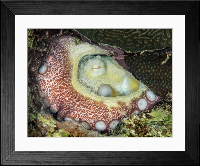 Framed Print : Common Octopus (Octopus vulgaris), Grand Cayman, Cayman Islands, British West Indies Framed Print : Common Octopus (Octopus vulgaris), Grand Cayman, Cayman Islands, British West Indies