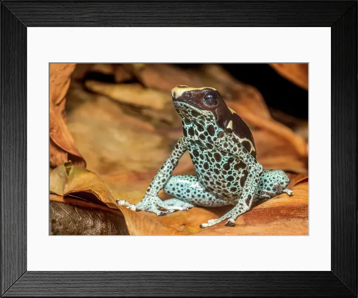 Framed Print : Denrobates tinctorius powder blue is endemic to southwestern Surinam - captive bred Framed Print : Denrobates tinctorius powder blue is endemic to southwestern Surinam - captive bred