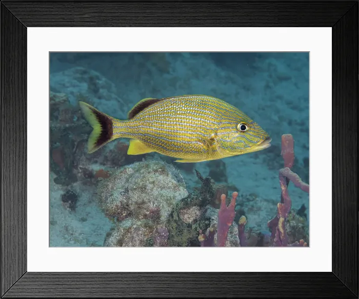 Framed Print : Bluestriped Grunt (Haemulon sciurus), Grand Cayman, Cayman Islands, British West Indies