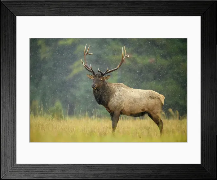 Framed Print : Elk (Cervus elaphus) Rutting bull, Banff National Park, Alberta, Canada