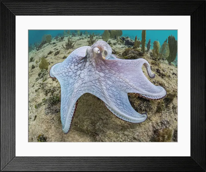 Framed Print : Common Octopus (Octopus vulgaris), Grand Cayman, Cayman Islands, British West Indies Framed Print : Common Octopus (Octopus vulgaris), Grand Cayman, Cayman Islands, British West Indies