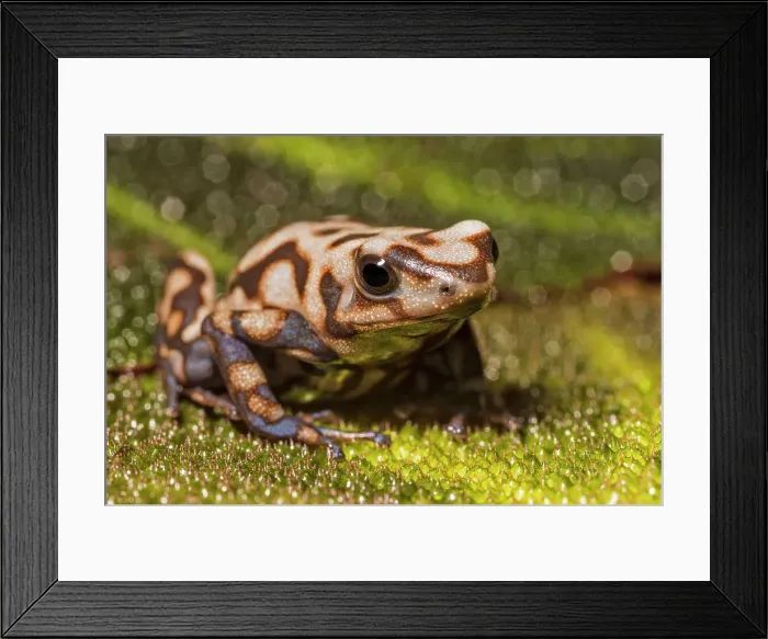 Framed Print : Dendrobates auratus Campana - captive bred Framed Print : Dendrobates auratus Campana - captive bred
