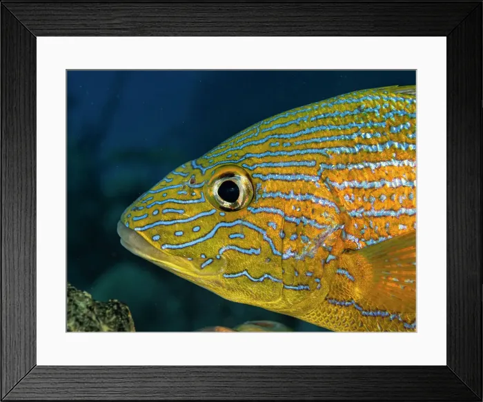 Framed Print : Bluestriped Grunt (Haemulon sciurus), Grand Cayman, Cayman Islands, British West Indies Framed Print : Bluestriped Grunt (Haemulon sciurus), Grand Cayman, Cayman Islands, British West Indies