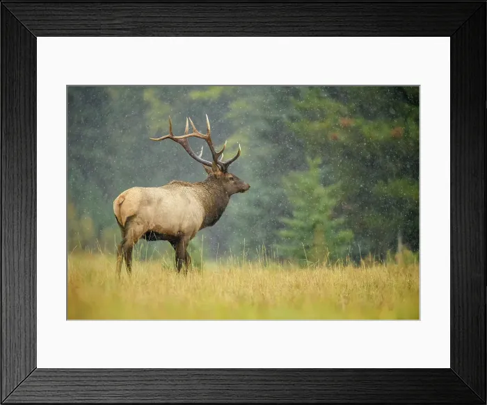 Framed Print : Elk (Cervus elaphus) Rutting bull, Banff National Park, Alberta, Canada Framed Print : Elk (Cervus elaphus) Rutting bull, Banff National Park, Alberta, Canada
