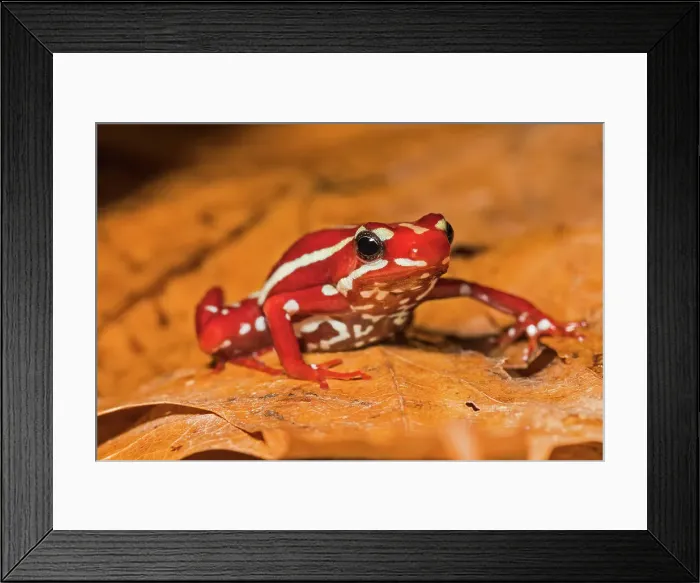 Framed Print : Anthony's Poison Arrow Frog (Epipedobates anthonyi) - captive bred Framed Print : Anthony's Poison Arrow Frog (Epipedobates anthonyi) - captive bred