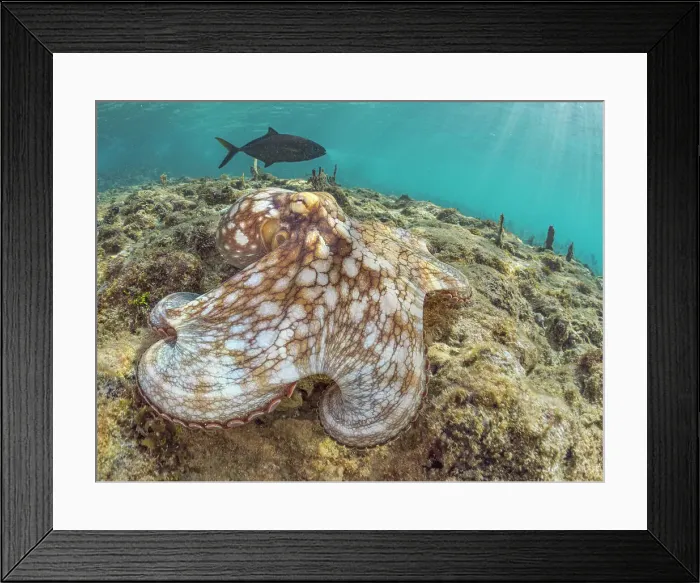 Framed Print : Common Octopus (Octopus vulgaris), Grand Cayman, Cayman Islands, British West Indies Framed Print : Common Octopus (Octopus vulgaris), Grand Cayman, Cayman Islands, British West Indies