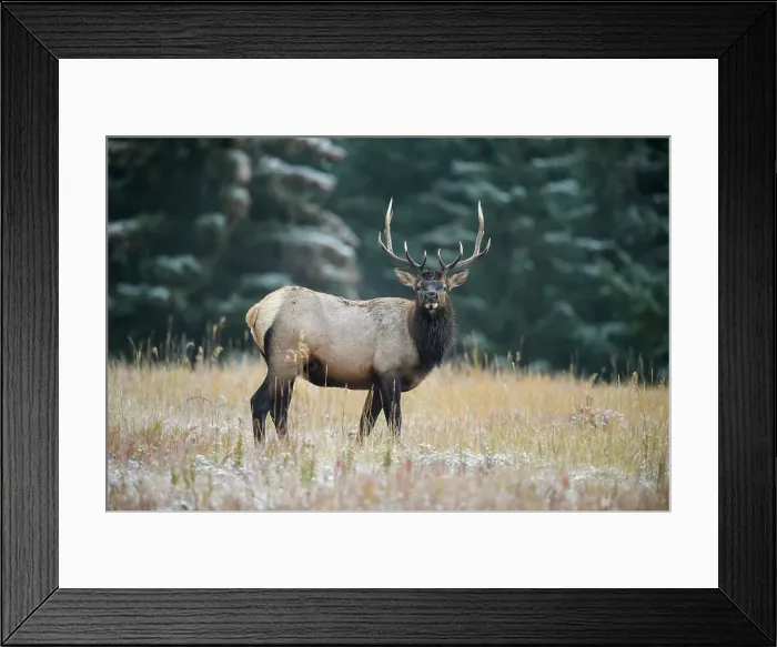 Framed Print : Elk (Cervus elaphus) Bull in rut, Banff National Park, Alberta, Canada Framed Print : Elk (Cervus elaphus) Bull in rut, Banff National Park, Alberta, Canada