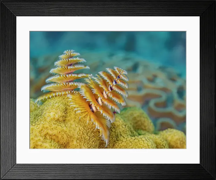 Framed Print : Christmas Tree Worms (Spirobranchus giganteus), Grand Cayman, Cayman Islands, British West Indies Framed Print : Christmas Tree Worms (Spirobranchus giganteus), Grand Cayman, Cayman Islands, British West Indies