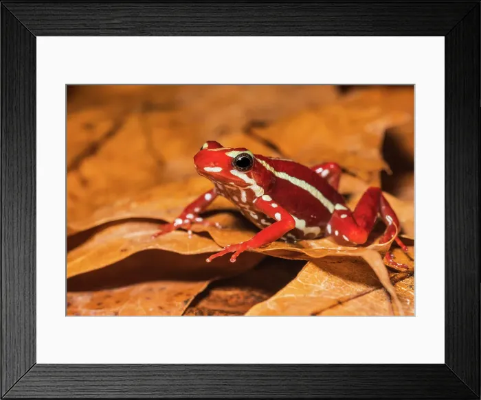 Framed Print : Anthony's Poison Arrow Frog (Epipedobates anthonyi) - captive bred Framed Print : Anthony's Poison Arrow Frog (Epipedobates anthonyi) - captive bred