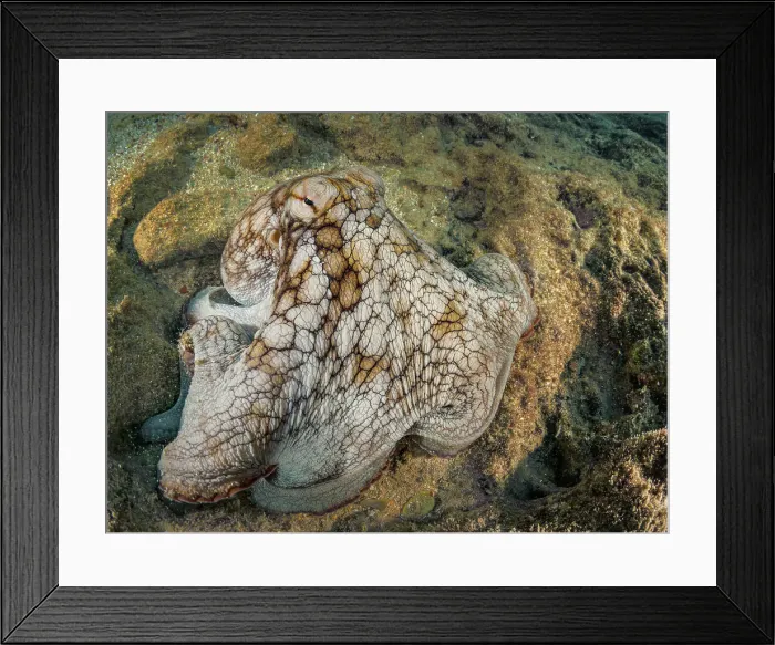 Framed Print : Common Octopus (Octopus vulgaris), Grand Cayman, Cayman Islands, British West Indies Framed Print : Common Octopus (Octopus vulgaris), Grand Cayman, Cayman Islands, British West Indies