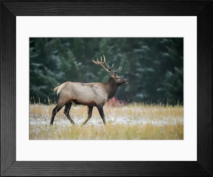 Framed Print : Elk (Cervus elaphus) Bull in rut, Banff National Park, Alberta, Canada Framed Print : Elk (Cervus elaphus) Bull in rut, Banff National Park, Alberta, Canada