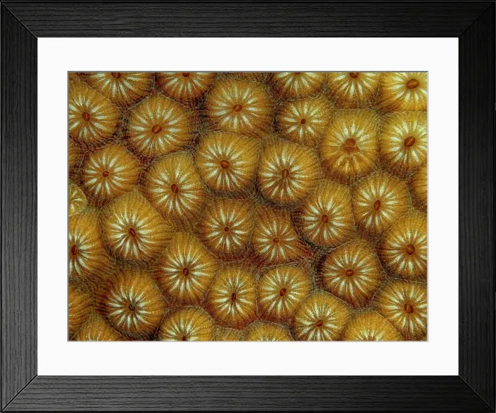 Framed Print : Great Star Coral ((Montastraea cavernosa), Grand Cayman, Cayman Islands, British West Indies Framed Print : Great Star Coral ((Montastraea cavernosa), Grand Cayman, Cayman Islands, British West Indies