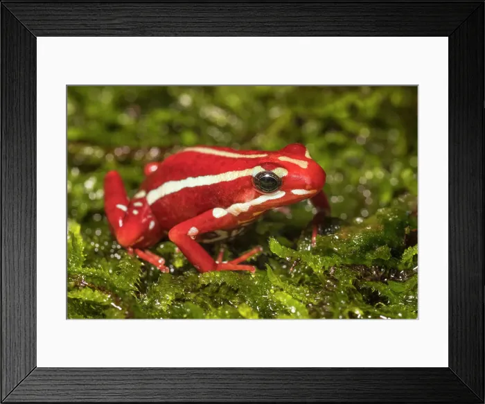Framed Print : Anthony's Poison Arrow Frog (Epipedobates anthonyi) - captive bred Framed Print : Anthony's Poison Arrow Frog (Epipedobates anthonyi) - captive bred