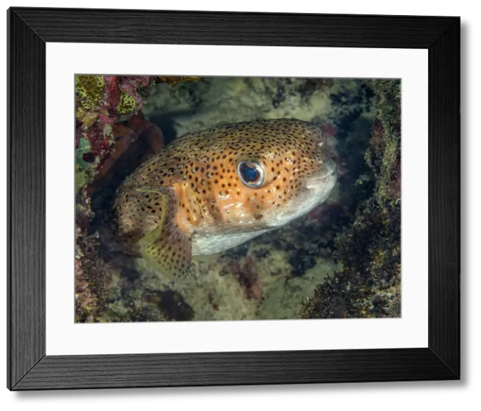 Framed Print : Porcupinefish (Diodon hystrix), Grand Cayman, Cayman Islands, British West Indies Framed Print : Porcupinefish (Diodon hystrix), Grand Cayman, Cayman Islands, British West Indies