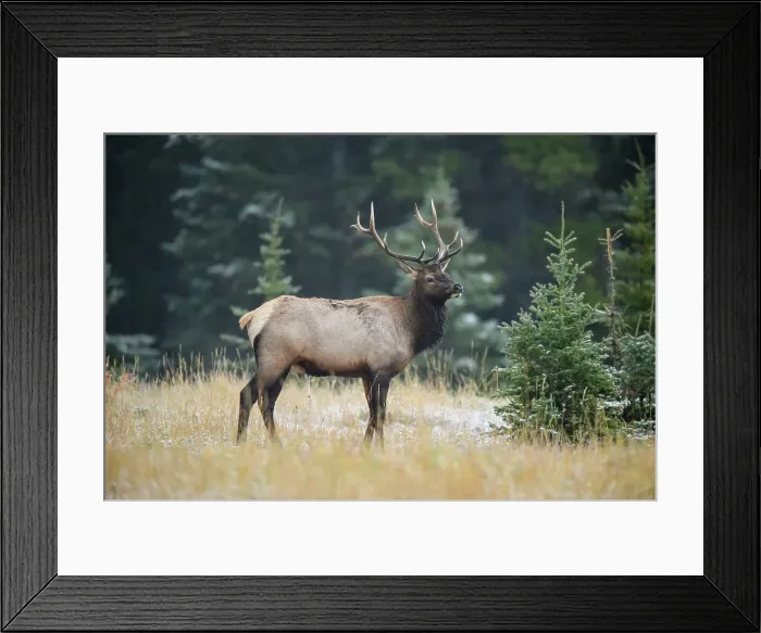 Framed Print : Elk (Cervus elaphus) Bull in rut, Banff National Park, Alberta, Canada Framed Print : Elk (Cervus elaphus) Bull in rut, Banff National Park, Alberta, Canada