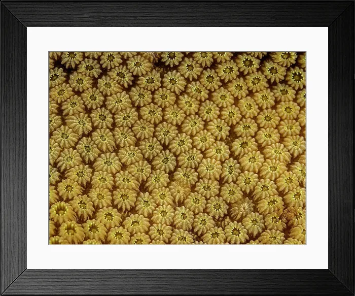 Framed Print : Boulder Star Coral (Orbicella Franksi) polyp details, Grand Cayman, Cayman Islands, British West Indies Framed Print : Boulder Star Coral (Orbicella Franksi) polyp details, Grand Cayman, Cayman Islands, British West Indies
