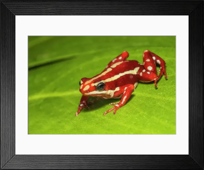 Framed Print : Anthony's Poison Arrow Frog (Epipedobates anthonyi) - captive bred Framed Print : Anthony's Poison Arrow Frog (Epipedobates anthonyi) - captive bred
