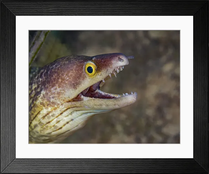 Framed Print : Purplemouth Moray Eel (Gymnothorax vicinus), Grand Cayman, Cayman Islands, British West Indies Framed Print : Purplemouth Moray Eel (Gymnothorax vicinus), Grand Cayman, Cayman Islands, British West Indies