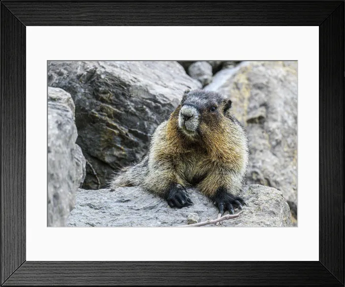 Framed Print : Hoary marmot (Marmota caligata), Jasper National Park, Alberta, Canada Framed Print : Hoary marmot (Marmota caligata), Jasper National Park, Alberta, Canada