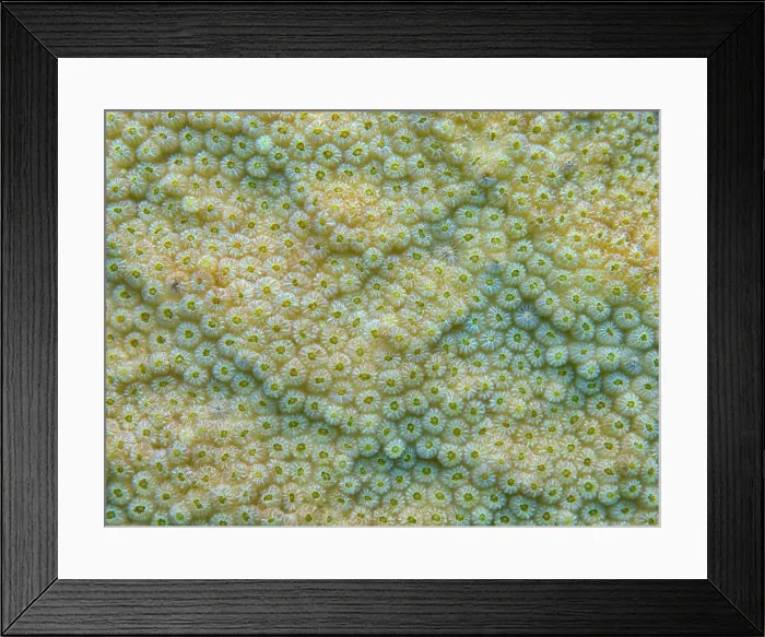 Framed Print : Boulder Star Coral (Orbicella Franksi) polyp details, Grand Cayman, Cayman Islands, British West Indies