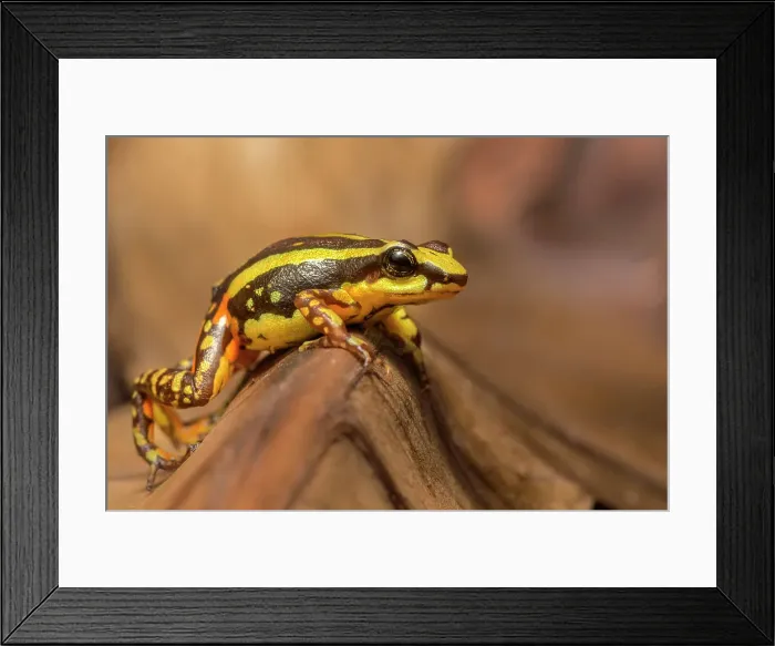 Framed Print : Phantasmal Poison Frog (Epipedobates tricolor) is endemic to Ecuador - captive bred Framed Print : Phantasmal Poison Frog (Epipedobates tricolor) is endemic to Ecuador - captive bred