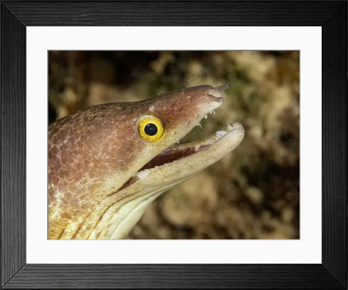 Framed Print : Purplemouth Moray Eel (Gymnothorax vicinus), Grand Cayman, Cayman Islands, British West Indies Framed Print : Purplemouth Moray Eel (Gymnothorax vicinus), Grand Cayman, Cayman Islands, British West Indies
