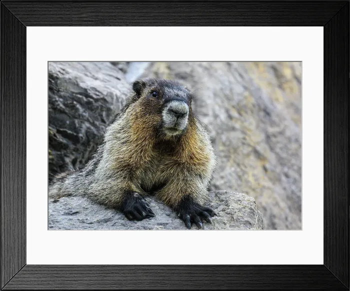 Framed Print : Hoary marmot (Marmota caligata), Jasper National Park, Alberta, Canada Framed Print : Hoary marmot (Marmota caligata), Jasper National Park, Alberta, Canada