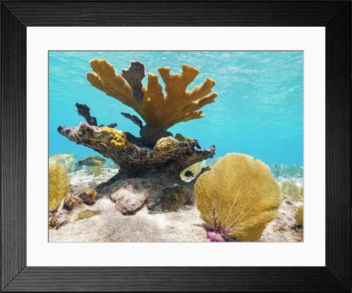 Framed Print : Elkhorn Coral (Acropora palmata), Grand Cayman, Cayman Islands, British West Indies Framed Print : Elkhorn Coral (Acropora palmata), Grand Cayman, Cayman Islands, British West Indies
