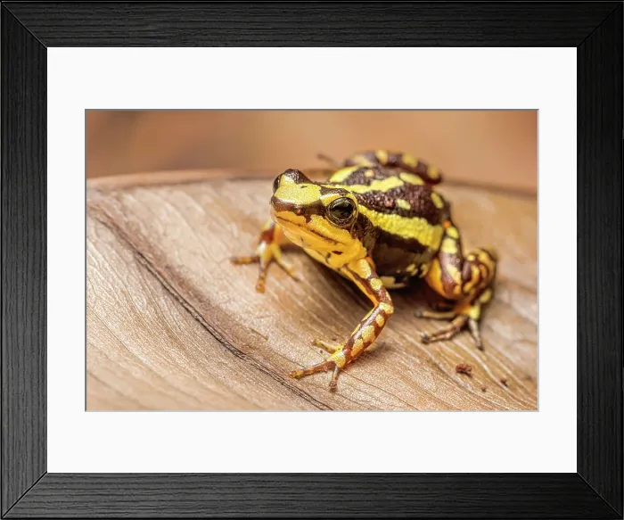 Framed Print : Phantasmal Poison Frog (Epipedobates tricolor) is endemic to Ecuador - captive bred Framed Print : Phantasmal Poison Frog (Epipedobates tricolor) is endemic to Ecuador - captive bred