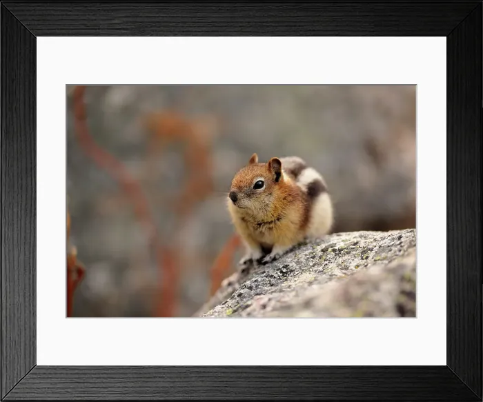Framed Print : Golden mantled ground squirrel (Spermophilus lateralis), Jasper NP, Alberta, Canada Framed Print : Golden mantled ground squirrel (Spermophilus lateralis), Jasper NP, Alberta, Canada