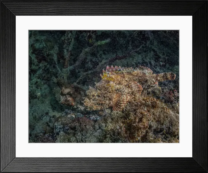 Framed Print : Spotted Scorpionfish, (Scorpaena plumieri), Grand Cayman, Cayman Islands, British West Indies Framed Print : Spotted Scorpionfish, (Scorpaena plumieri), Grand Cayman, Cayman Islands, British West Indies