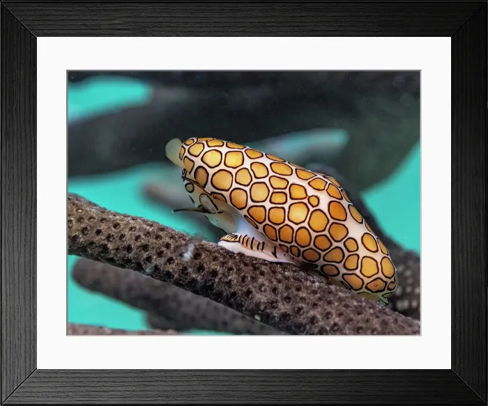 Framed Print : Flamingo Tongue Snail (Cyphoma gibbosum), Barefoot Beach, Grand Cayman, Cayman Islands, British West Indies Framed Print : Flamingo Tongue Snail (Cyphoma gibbosum), Barefoot Beach, Grand Cayman, Cayman Islands, British West Indies