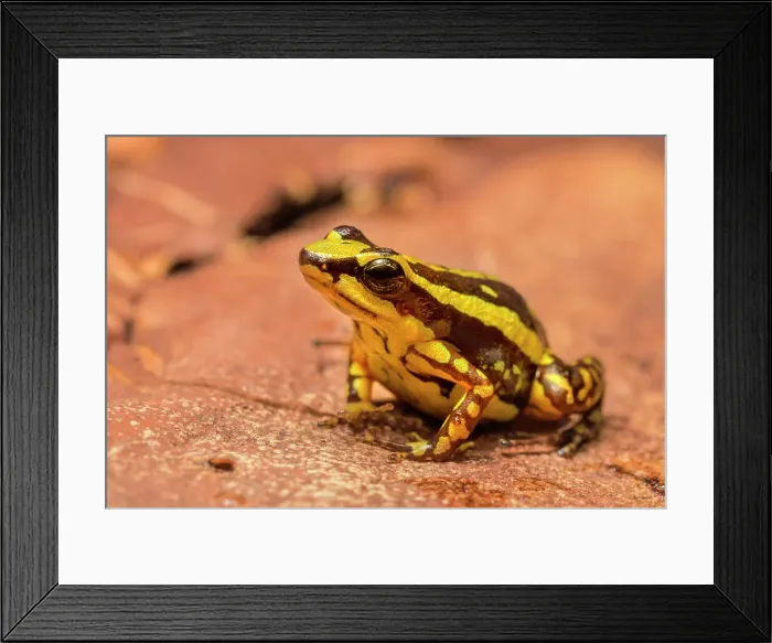 Framed Print : Phantasmal Poison Frog (Epipedobates tricolor) is endemic to Ecuador - captive bred Framed Print : Phantasmal Poison Frog (Epipedobates tricolor) is endemic to Ecuador - captive bred