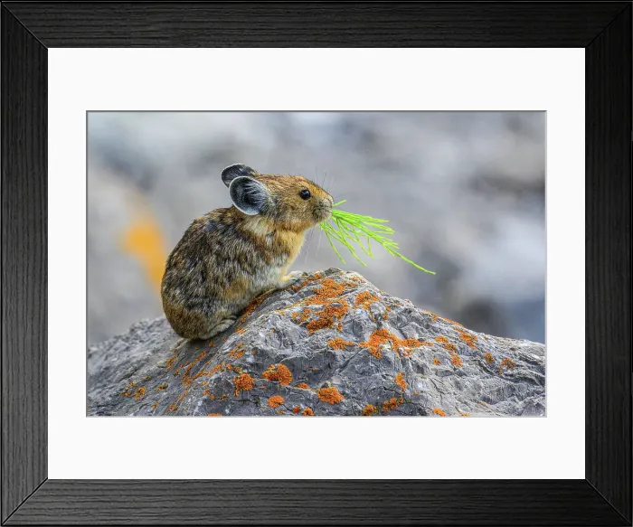 Framed Print : American pika (Ochotona princeps), Jasper National Park, Alberta, Canada Framed Print : American pika (Ochotona princeps), Jasper National Park, Alberta, Canada