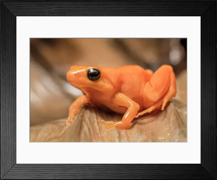 Framed Print : Golden Mantella (Mantella aurantiaca) is a frog species endemic to Madagascar - captive bred Framed Print : Golden Mantella (Mantella aurantiaca) is a frog species endemic to Madagascar - captive bred
