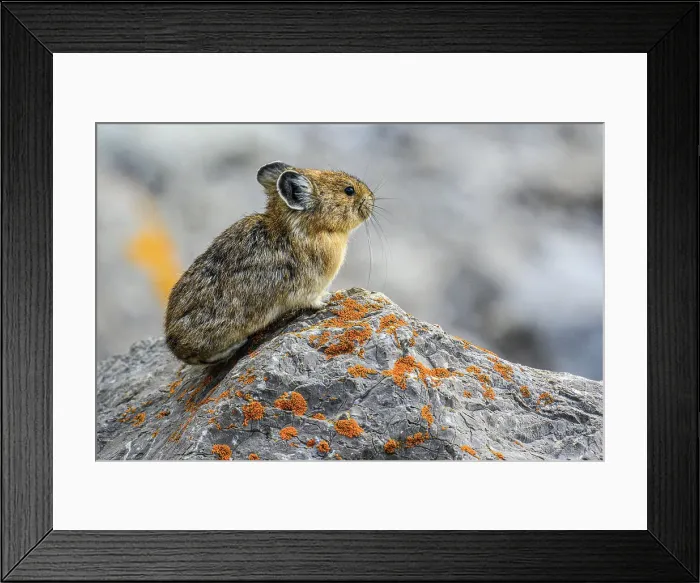 Framed Print : American pika (Ochotona princeps), Jasper National Park, Alberta, Canada Framed Print : American pika (Ochotona princeps), Jasper National Park, Alberta, Canada