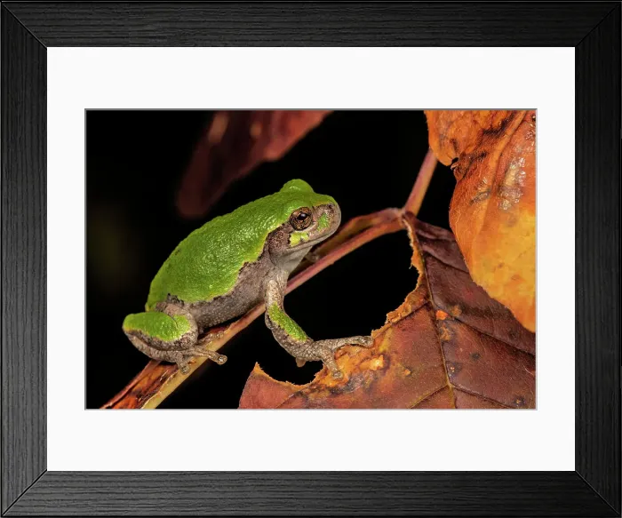Framed Print : Gray Tree Frog (Dryophytes versicolor), formerly Hyla versicolor, West Lorne, Ontario, Canada Framed Print : Gray Tree Frog (Dryophytes versicolor), formerly Hyla versicolor, West Lorne, Ontario, Canada