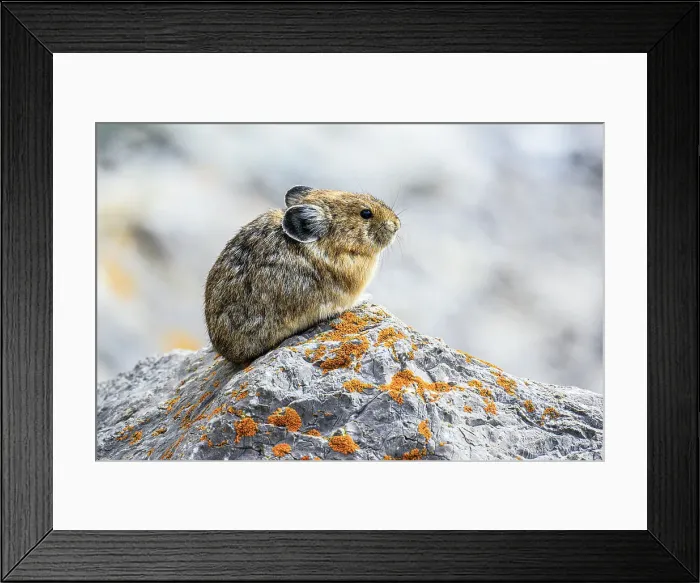 Framed Print : American pika (Ochotona princeps), Jasper National Park, Alberta, Canada Framed Print : American pika (Ochotona princeps), Jasper National Park, Alberta, Canada