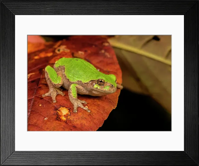 Framed Print : Gray Tree Frog (Dryophytes versicolor), formerly Hyla versicolor, West Lorne, Ontario, Canada Framed Print : Gray Tree Frog (Dryophytes versicolor), formerly Hyla versicolor, West Lorne, Ontario, Canada