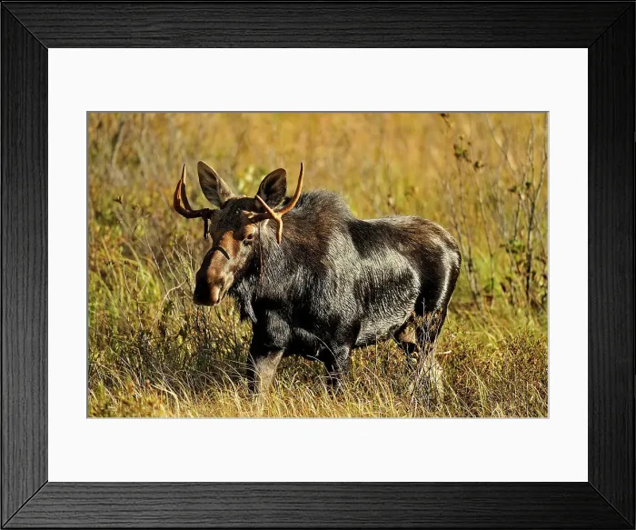 Framed Print : Moose (Alces alces) Young bull in rutting season, Algonquin Prov Park, Ontario, Canada Framed Print : Moose (Alces alces) Young bull in rutting season, Algonquin Prov Park, Ontario, Canada