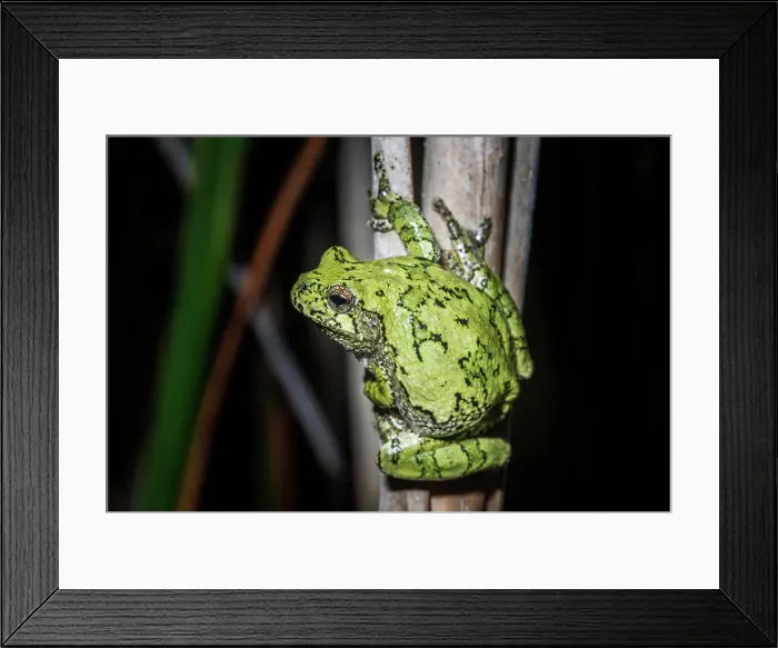 Framed Print : Gray Tree Frog (Dryophytes versicolor), formerly Hyla versicolor, Thornton, Ontario, Canada Framed Print : Gray Tree Frog (Dryophytes versicolor), formerly Hyla versicolor, Thornton, Ontario, Canada