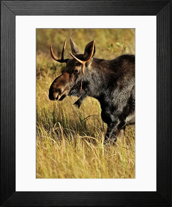 Framed Print : Moose (Alces alces) Young bull in rutting season, Algonquin Prov Park, Ontario, Canada Framed Print : Moose (Alces alces) Young bull in rutting season, Algonquin Prov Park, Ontario, Canada