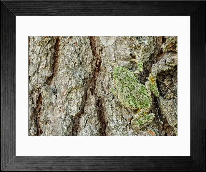 Framed Print : Gray Tree Frog (Dryophytes versicolor), formerly Hyla versicolor, camouflaged on tree trunk, Algonquin Provincial Park, Ontario, Canada Framed Print : Gray Tree Frog (Dryophytes versicolor), formerly Hyla versicolor, camouflaged on tree trunk, Algonquin Provincial Park, Ontario, Canada