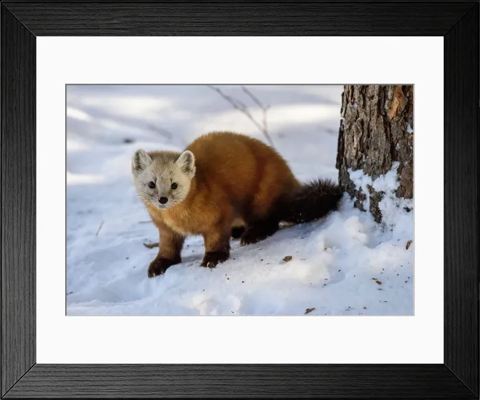 Framed Print : American pine marten (Martes americana) in winter, Algonquin Provincial Park, Ontario, Canada Framed Print : American pine marten (Martes americana) in winter, Algonquin Provincial Park, Ontario, Canada